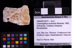 Foto (Objekt + Etiketten) von Cracensigillatus acutirostris (Moericke, 1889) (NHMW-GEO-1990-0041-0472)